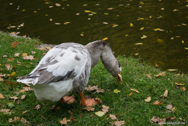 Parc de Mariemont